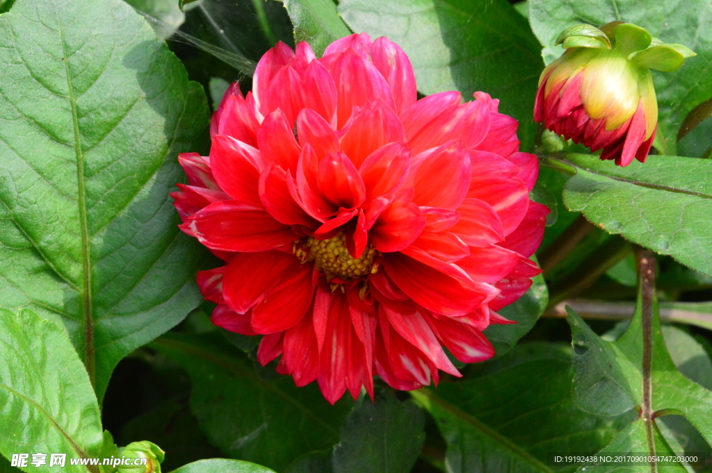 小丽花