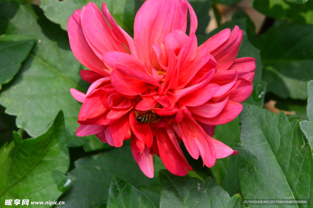 小丽花