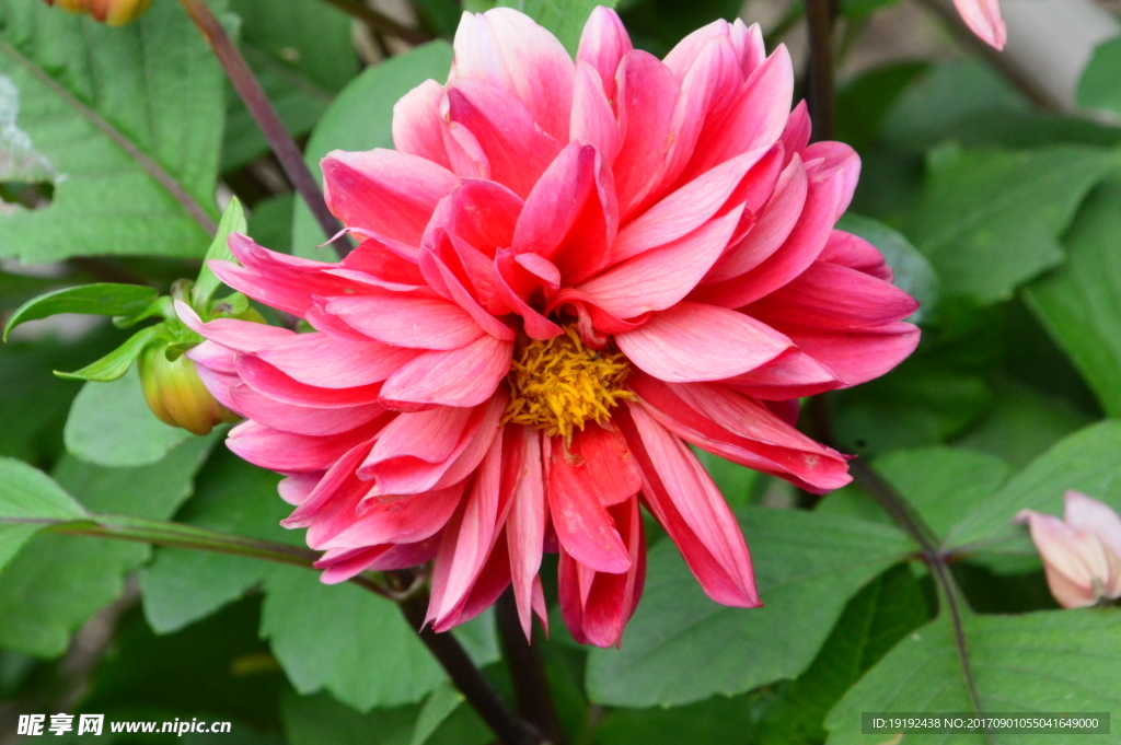 小丽花