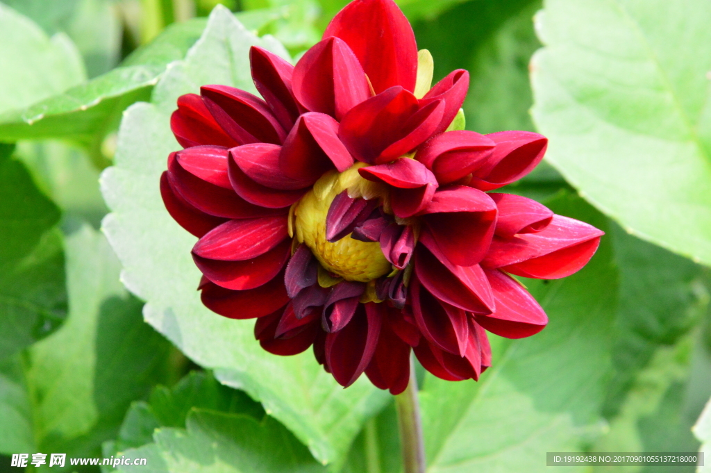 小丽花