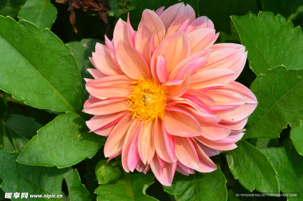 小丽花