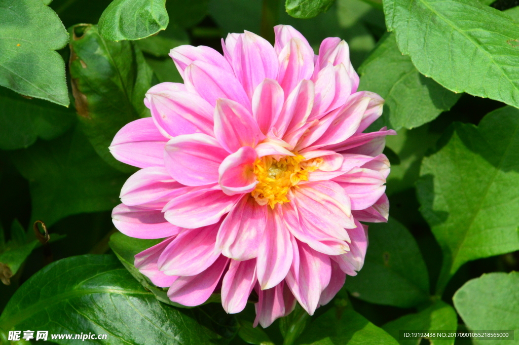 小丽花