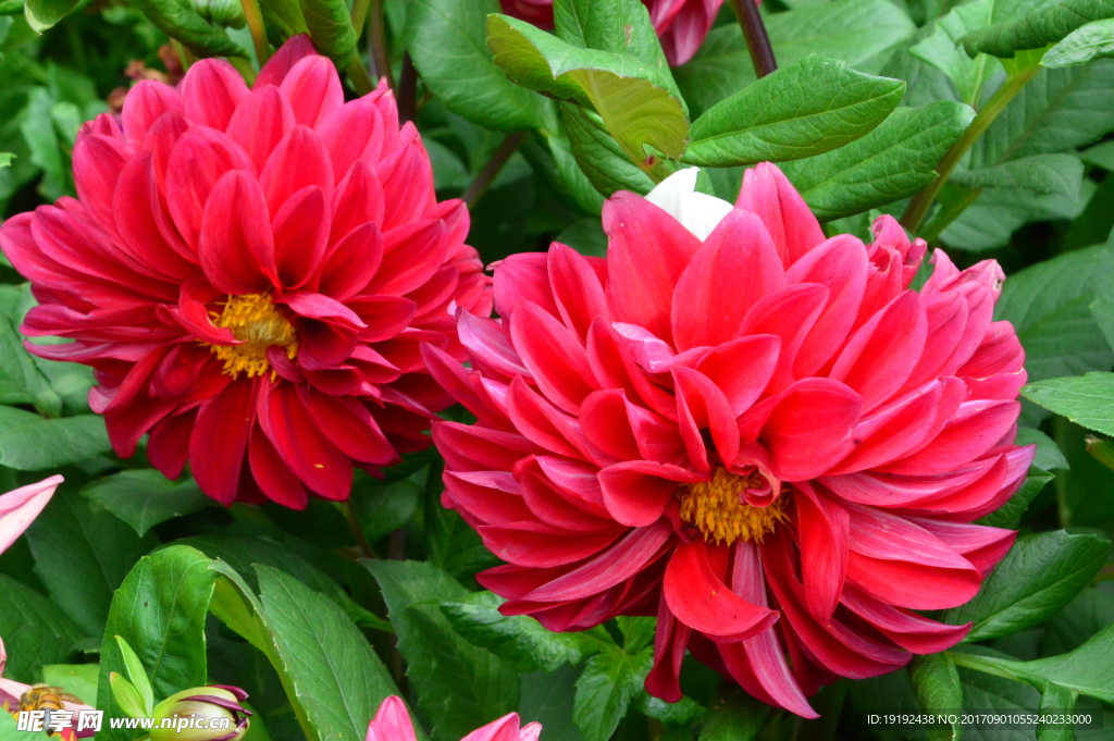 小丽花