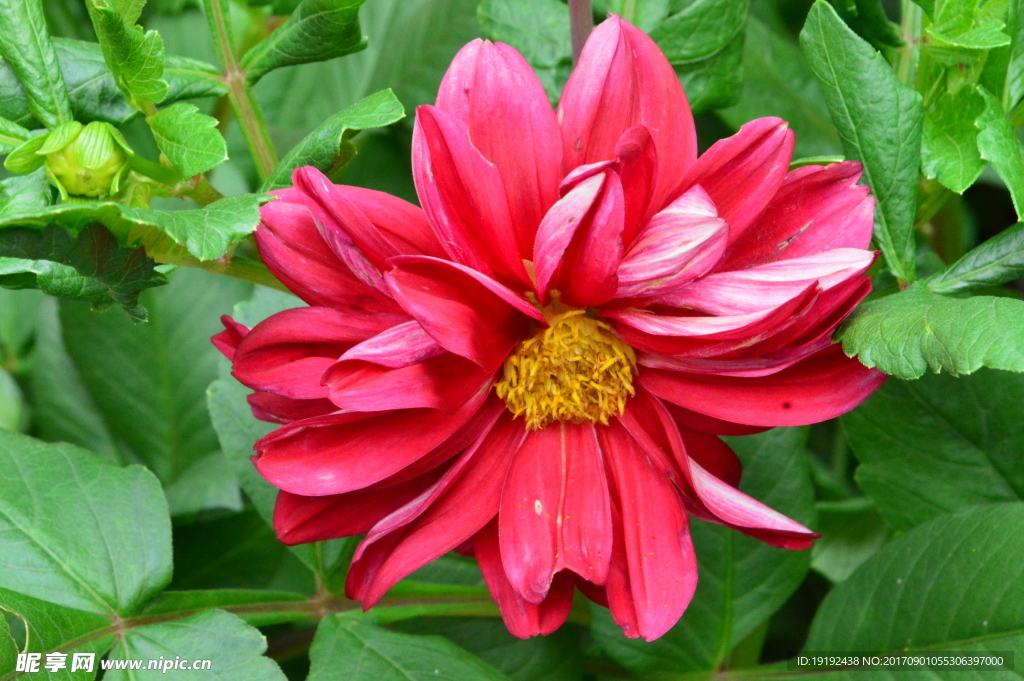 小丽花