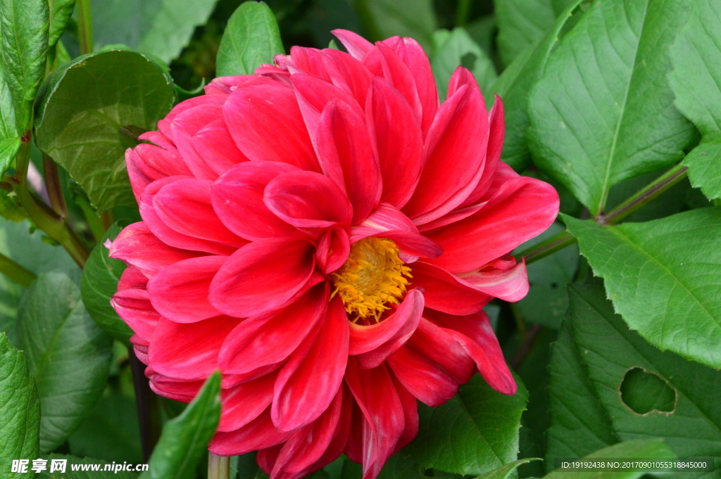 小丽花
