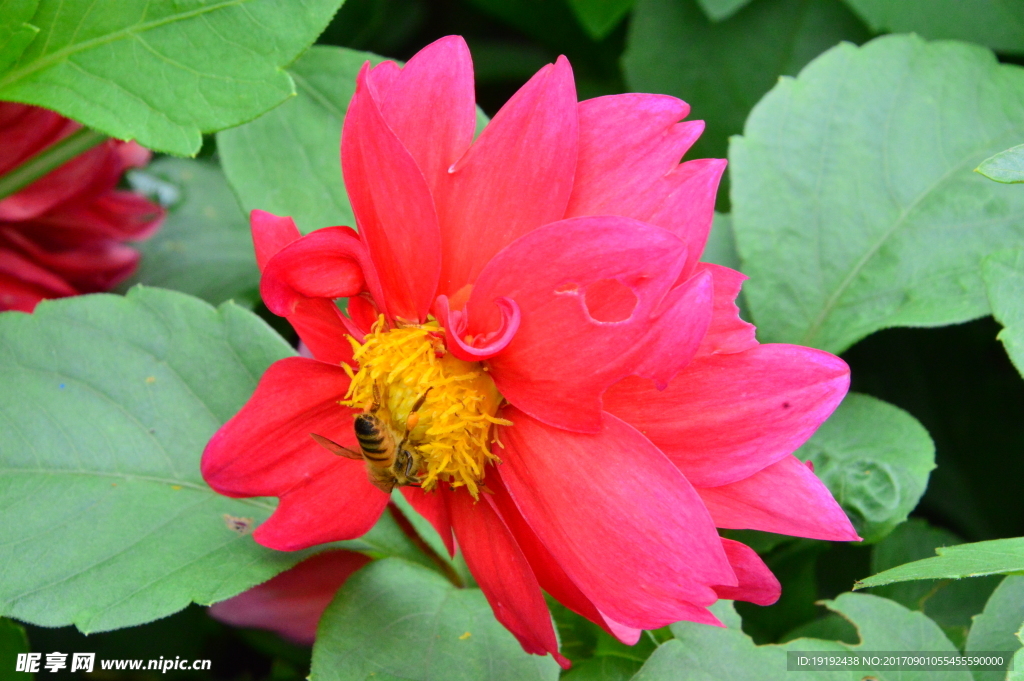 小丽花