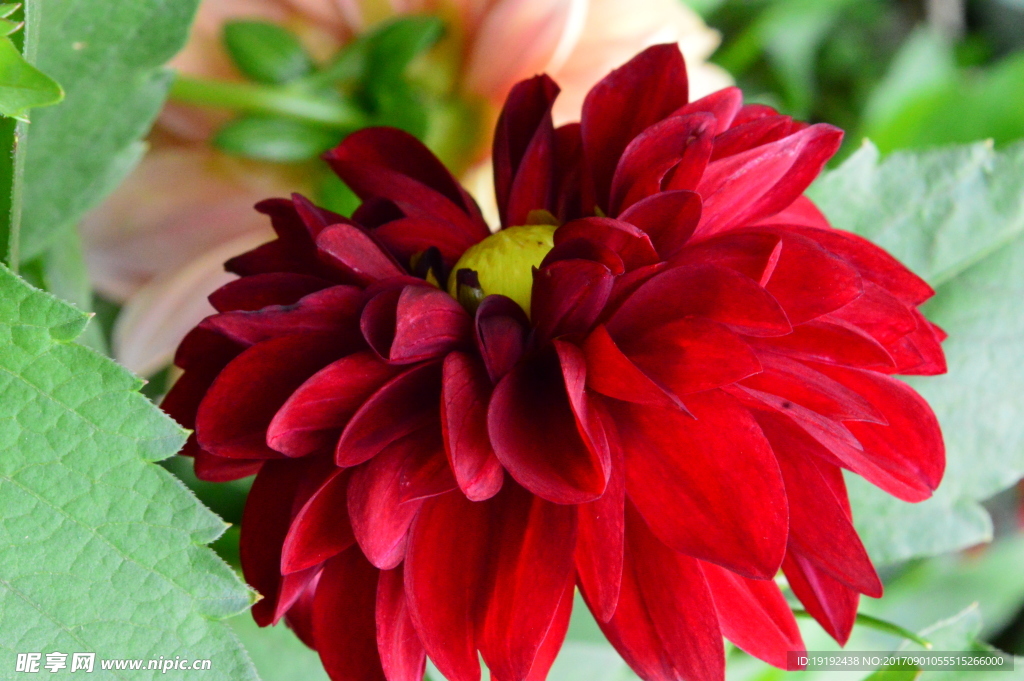 小丽花