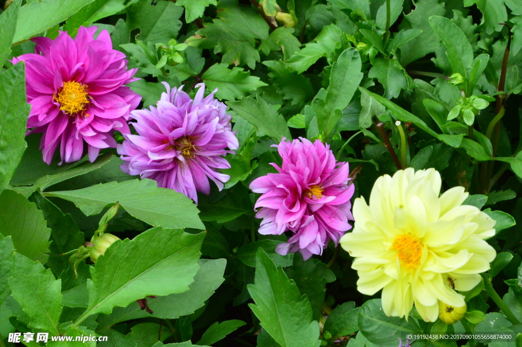 小丽花