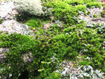 斑驳的苔藓