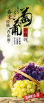 葡萄采摘