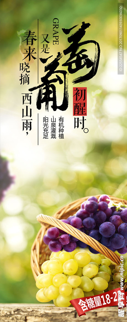 葡萄采摘