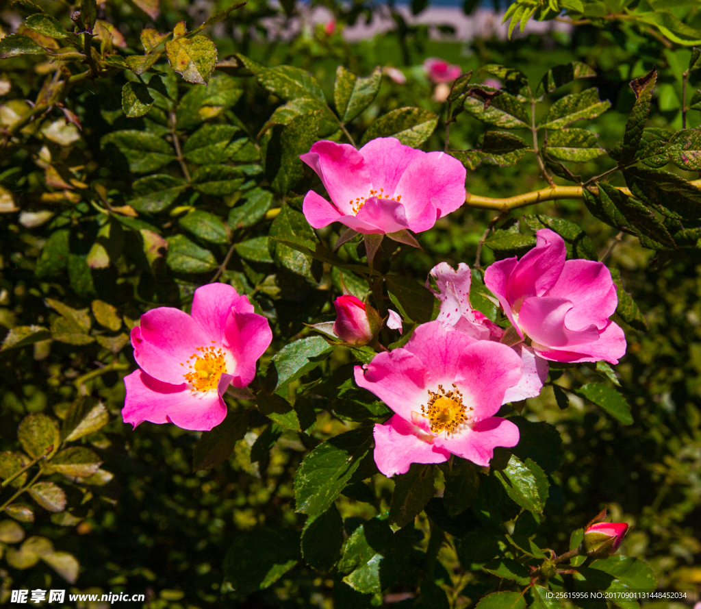 奥林匹克森林公园