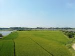稻田