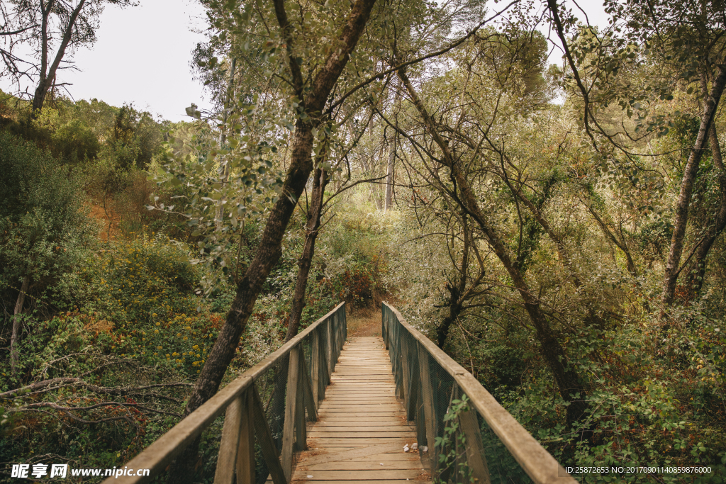 森林小木桥