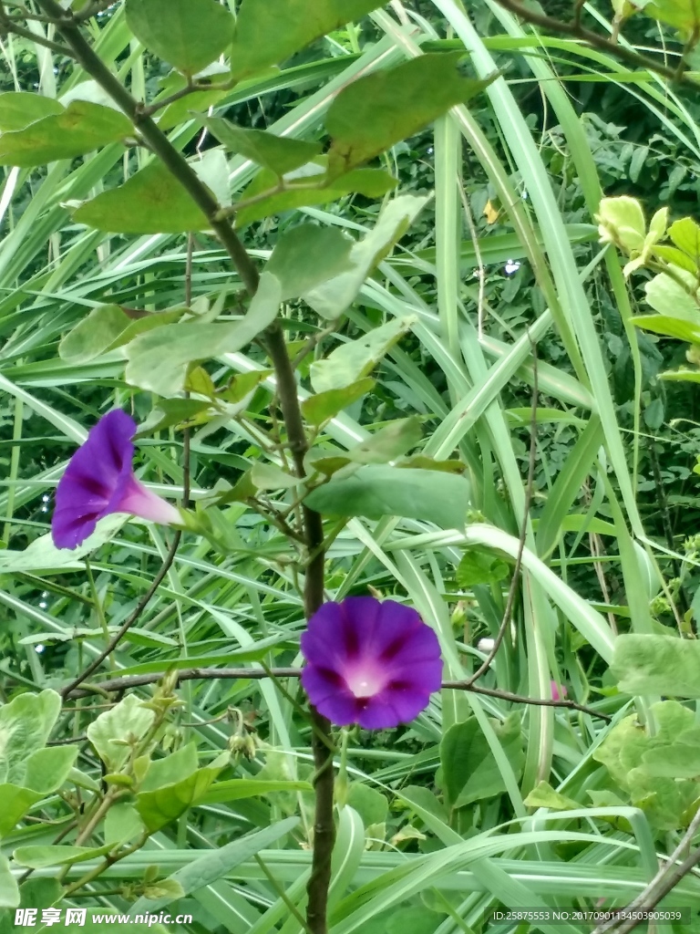 牵牛花