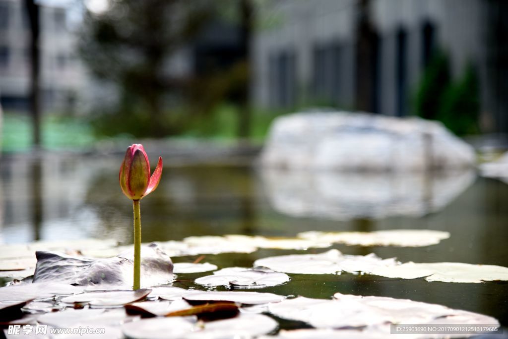 荷花