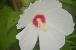芙蓉葵