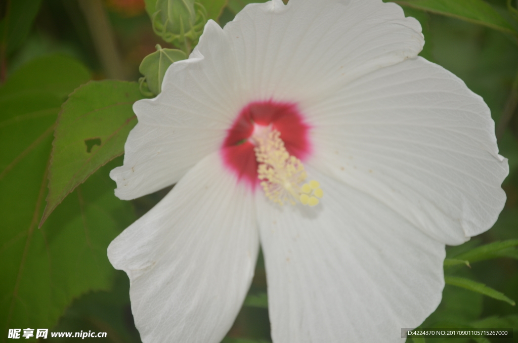 芙蓉葵