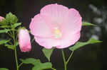 芙蓉葵