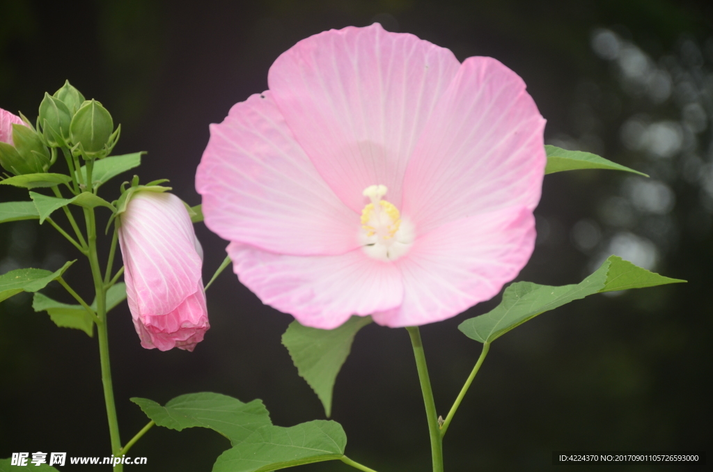 芙蓉葵