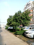 清晨小区外景