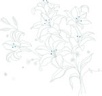 百合花