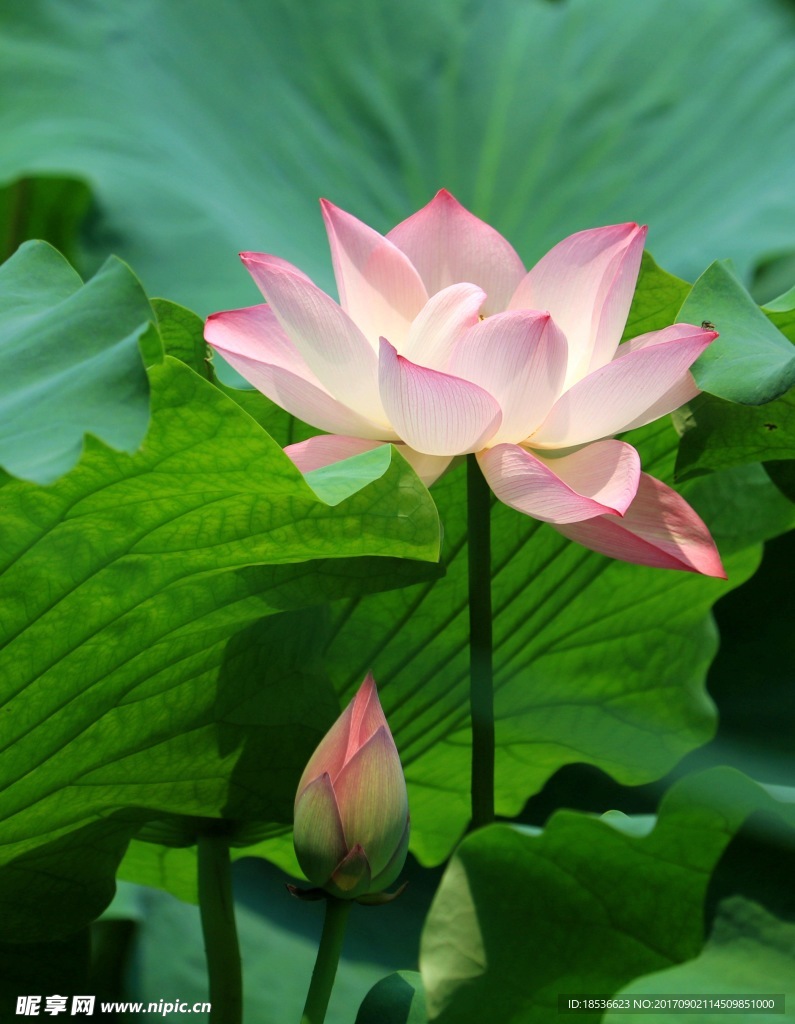 荷花
