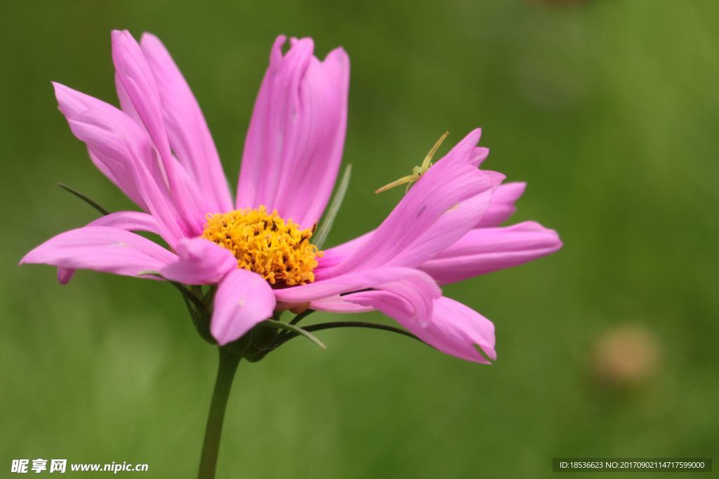 格桑花