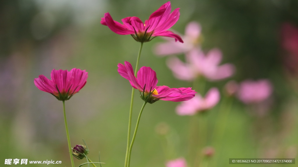 格桑花