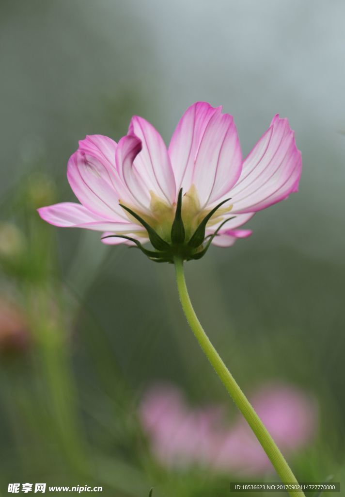 格桑花