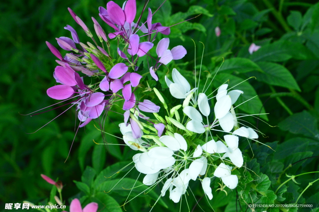 醉蝶花