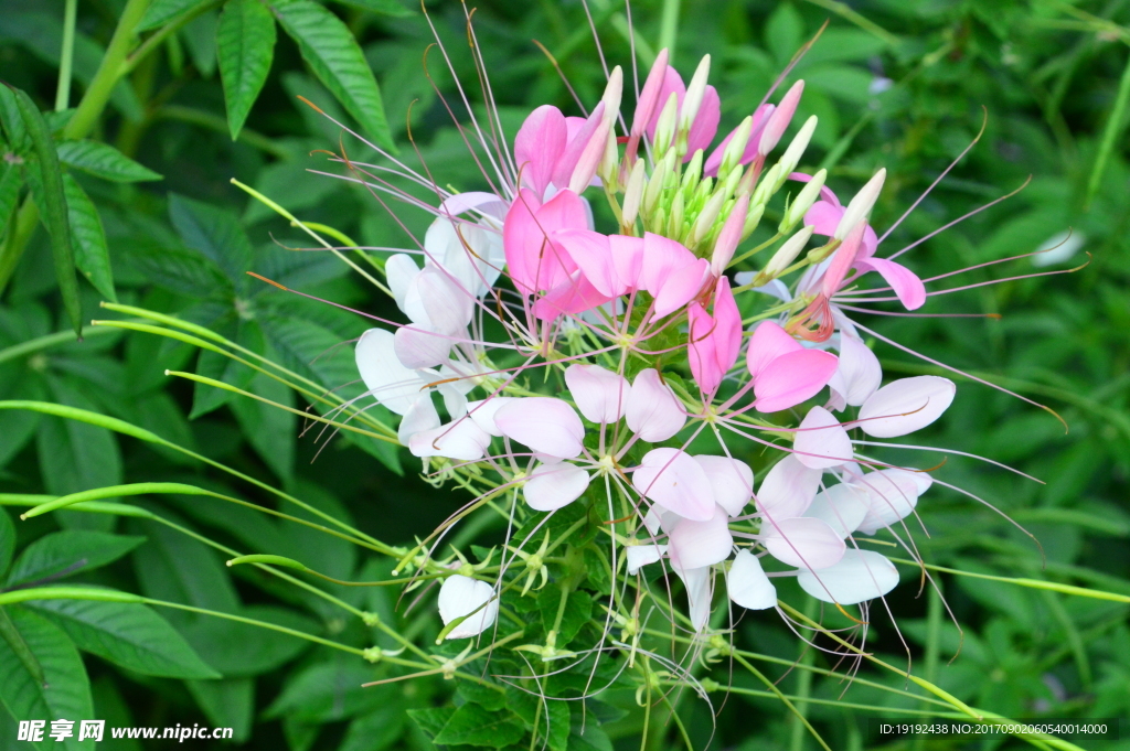 醉蝶花