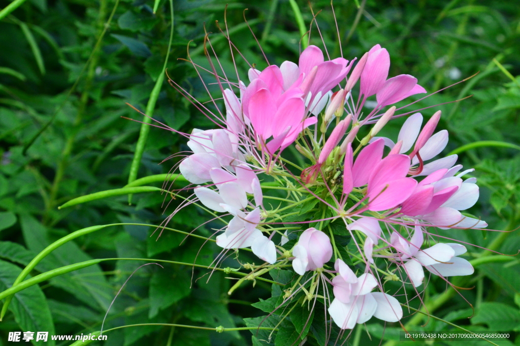 醉蝶花