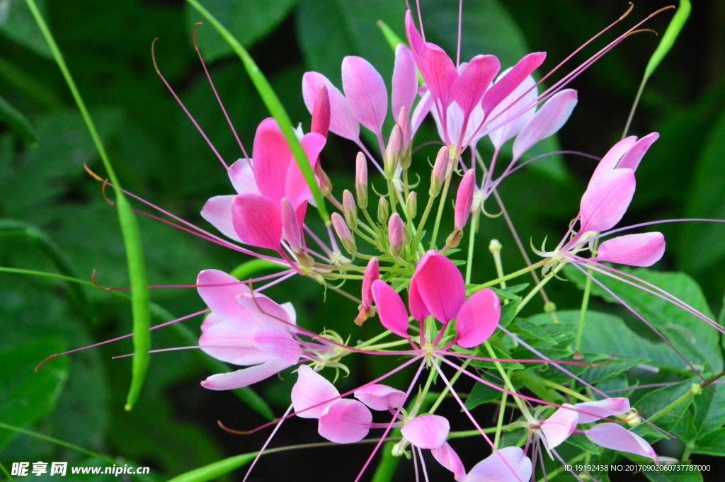 醉蝶花