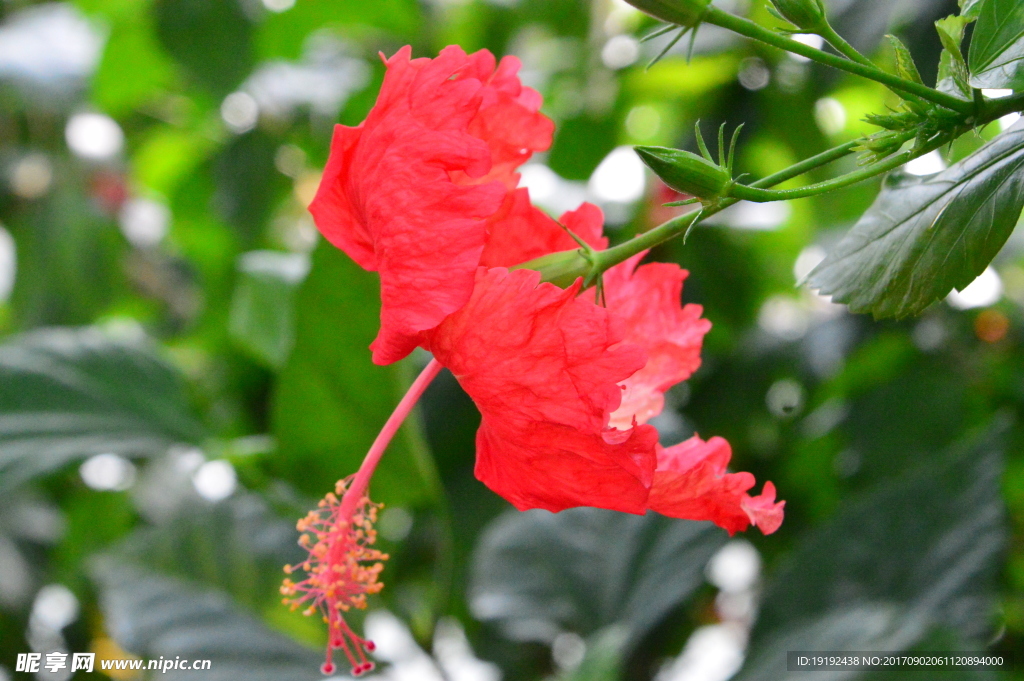 扶桑花