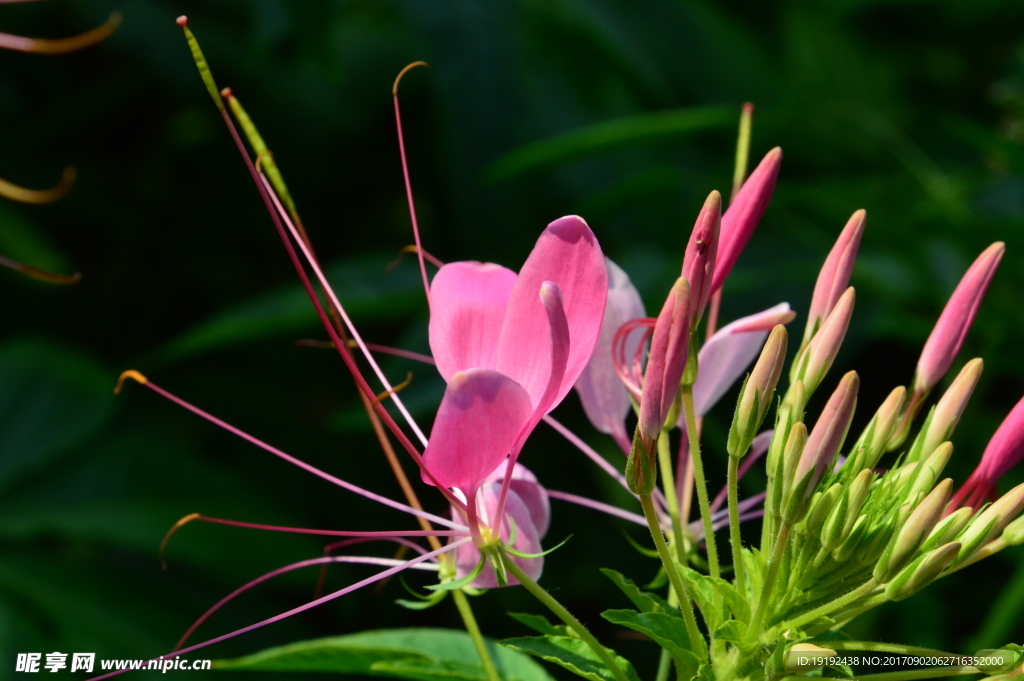 醉蝶花