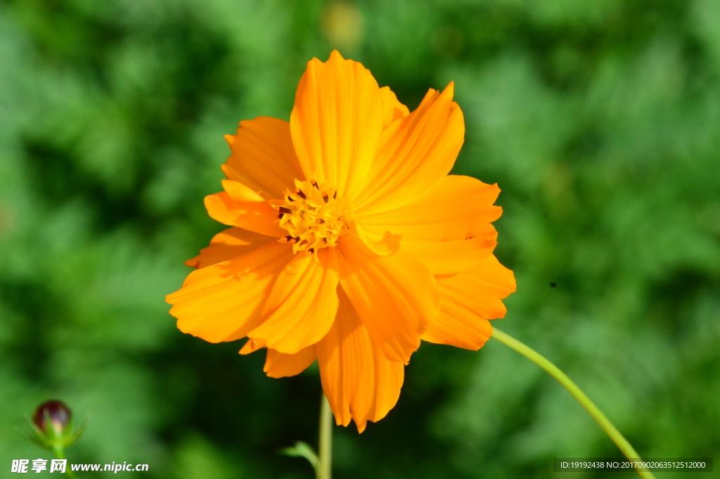 硫华菊