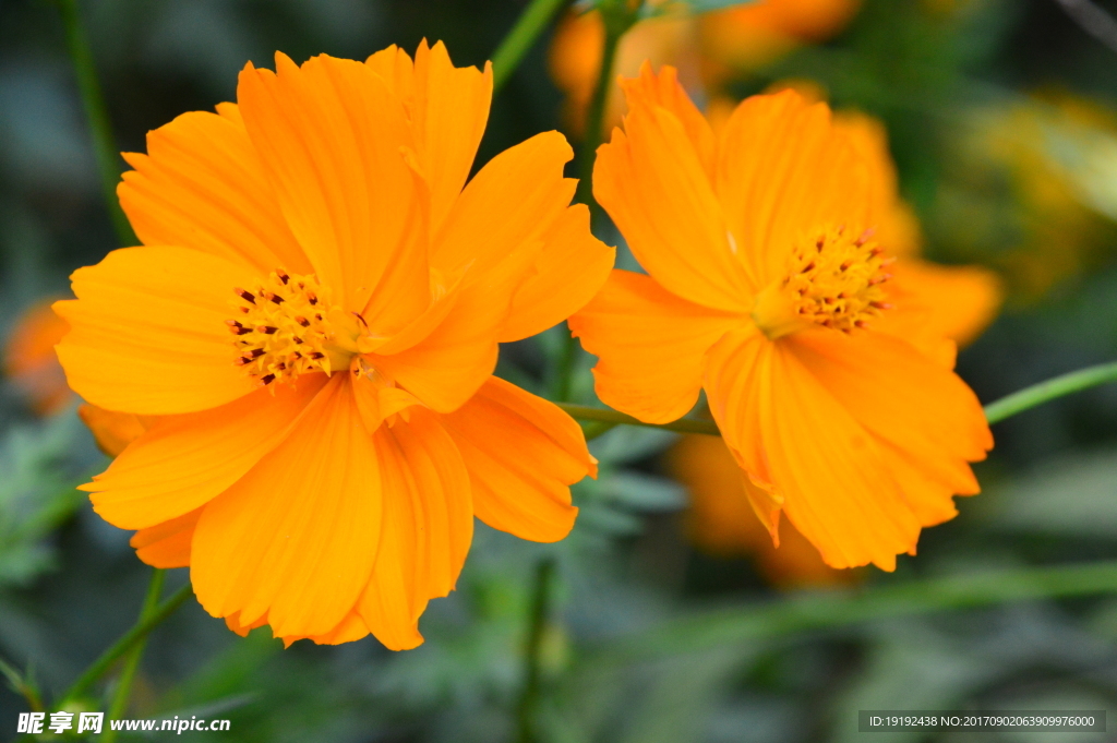 硫华菊