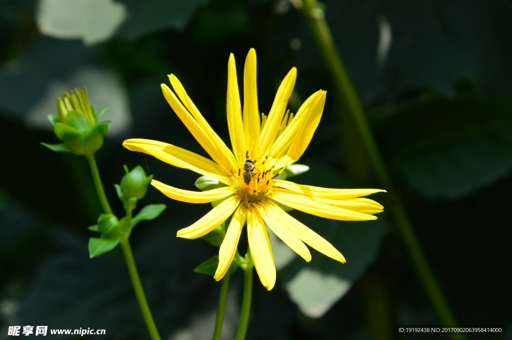 小黄花