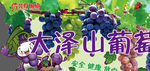 正宗大泽山葡萄