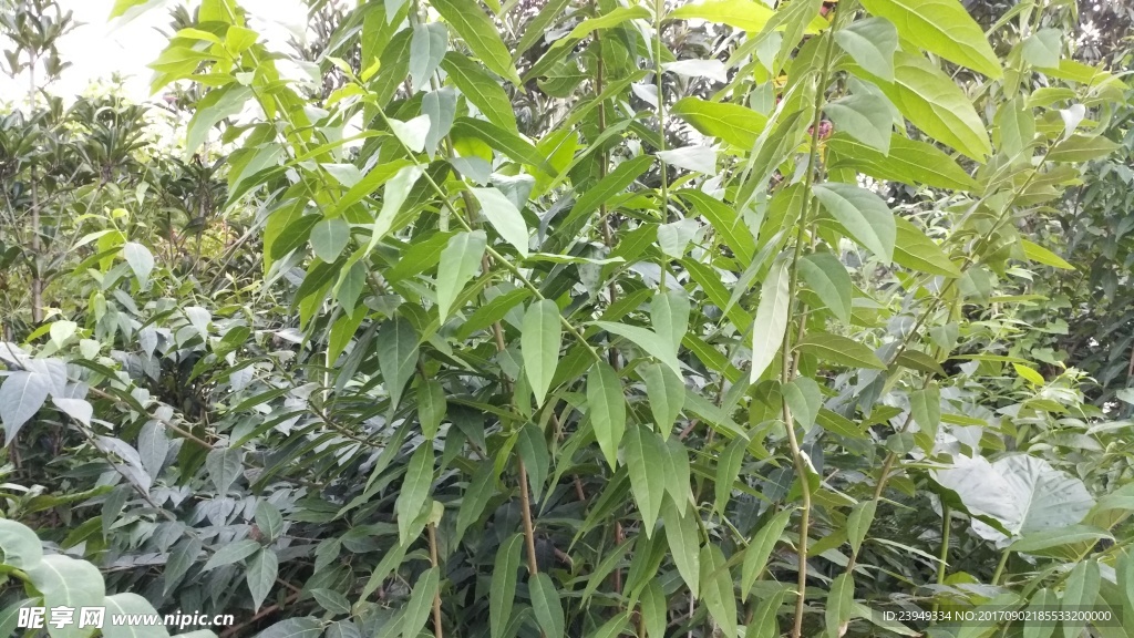 腊梅
