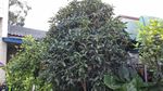 桂花树