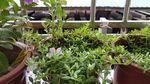 养鸡草