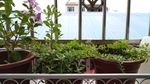 日日春 垂盆草