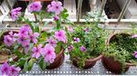 四季梅 垂盆草