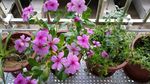 长春花 养鸡草