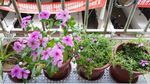 长春花 垂盆草
