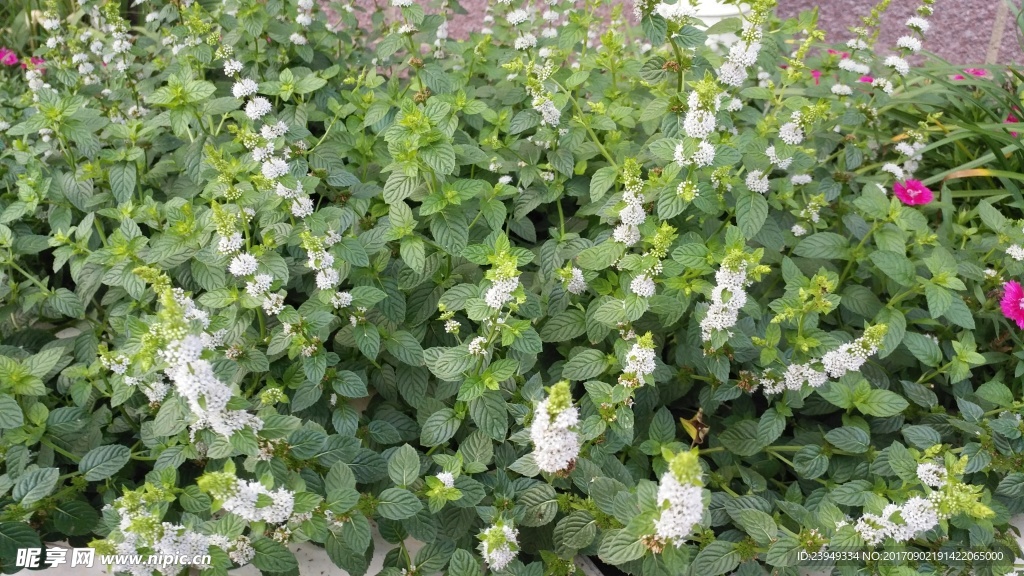 薄荷
