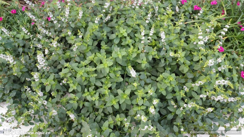 薄荷
