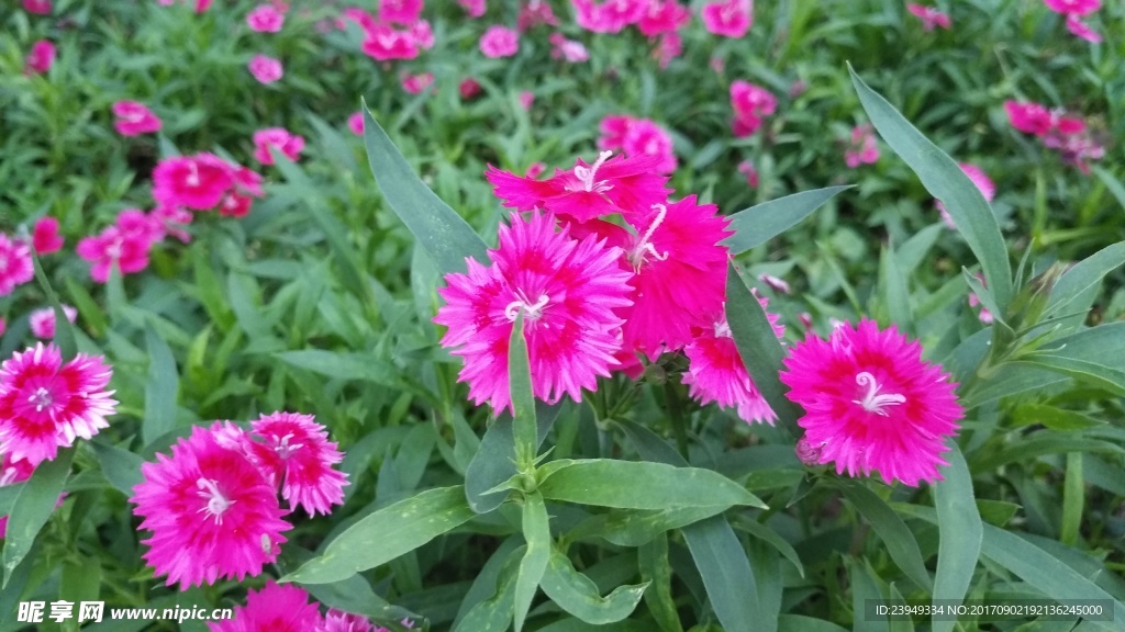 母亲花 石竹花